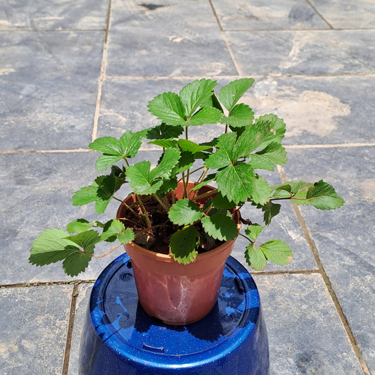 Strawberry in 5 inch plastic pot