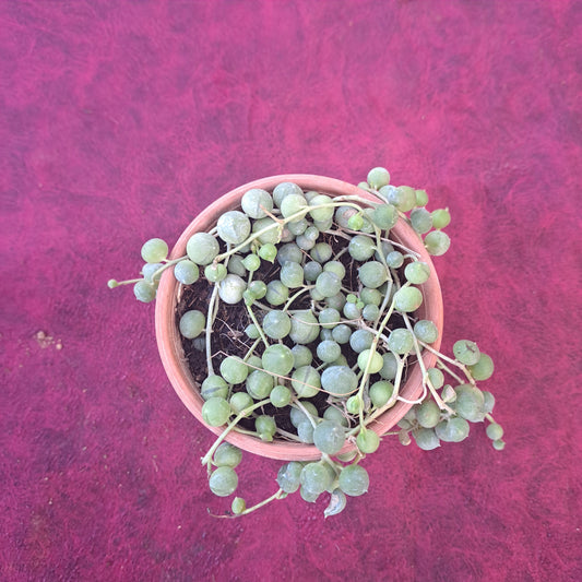 String of pearls succulent in 3 Inch plastic pot