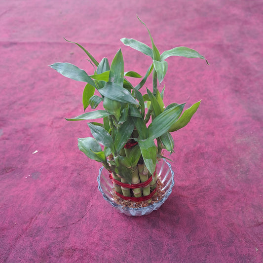 Lucky bamboo 2 layer with glass bowl