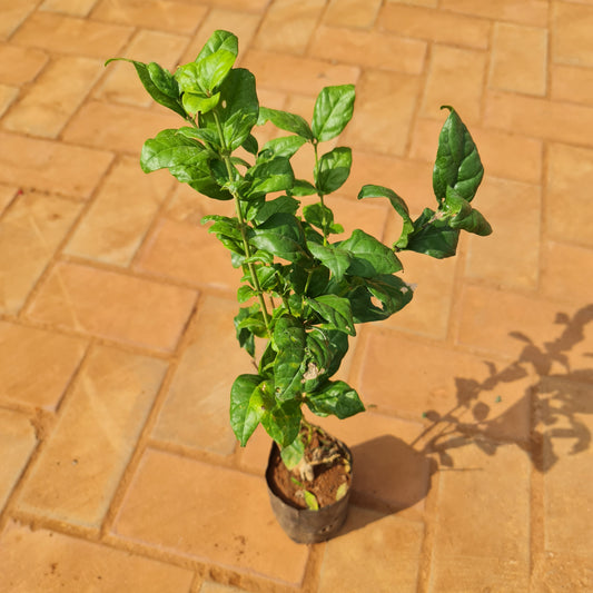 Jasmine plant in 3 inch nursery bag