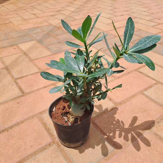 Adenium bonsai in 5-inch nursery pot