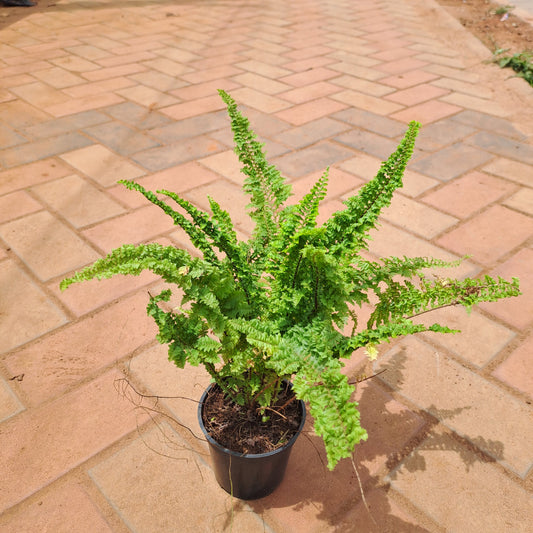 Green fern 5 inch plastic pot