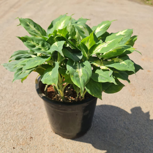 Aglaonema green in 8 inch plastic pot
