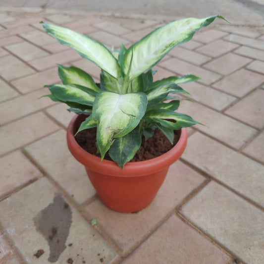 Aglaonema Chinese evergreen in 6 inch plastic pot 