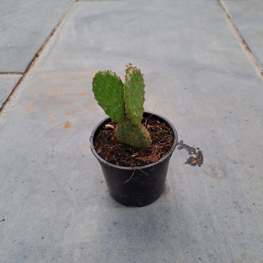 Bunny ears cactus 2 inch plastic pot