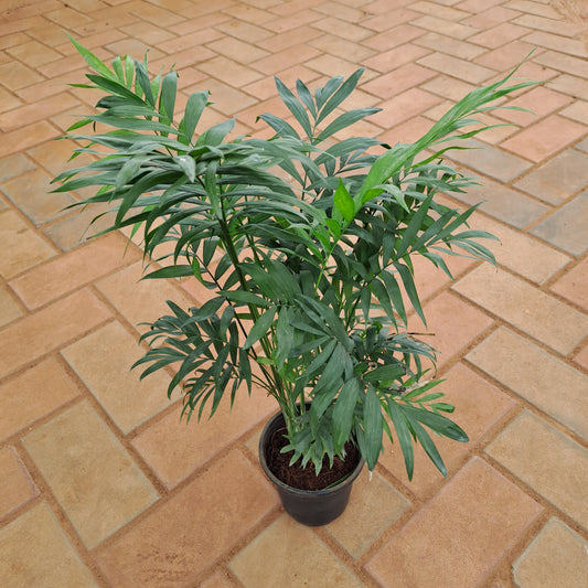 Chamaedorea Palm in 5 inch plastic pot