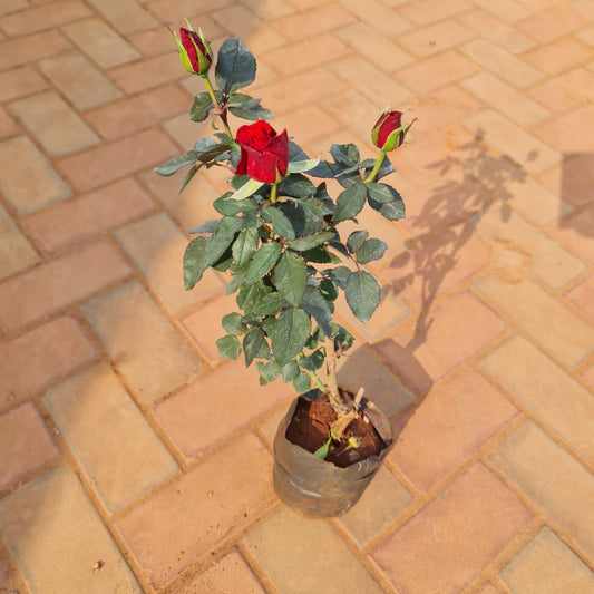 Desi Red Rose in 5 inch nursery bag