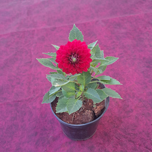 Dahlia red in 5 inch plastic pot