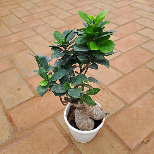 Ficus bonsai in 4 inch plastic pot
