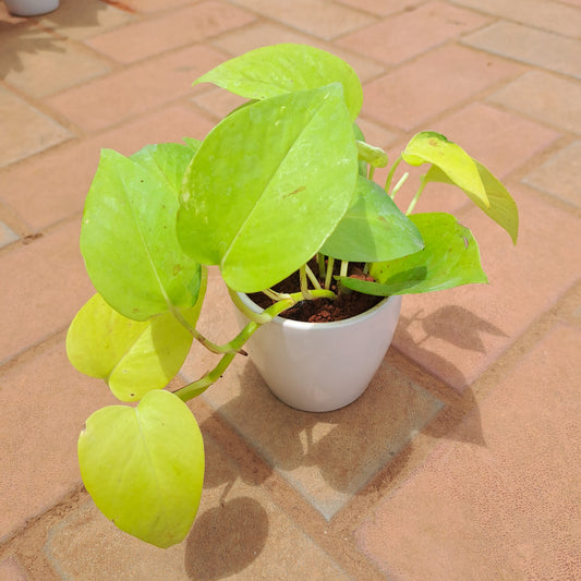 Golden money plant in 3 inch ceramic pot