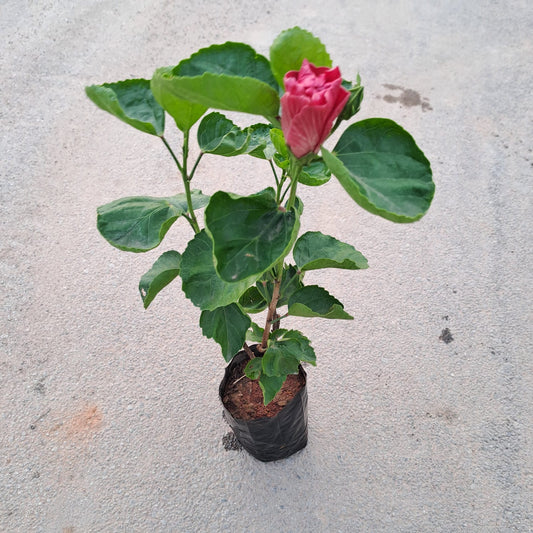 Hibiscus in 5 inch plastic pot