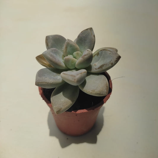 Ghost-plant in 3 inch plastic pot