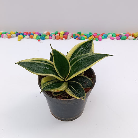 Snake plant in 4 inch Plastic pot
