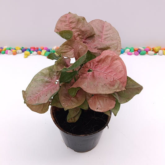 syngonium pink in plastic nursery pot