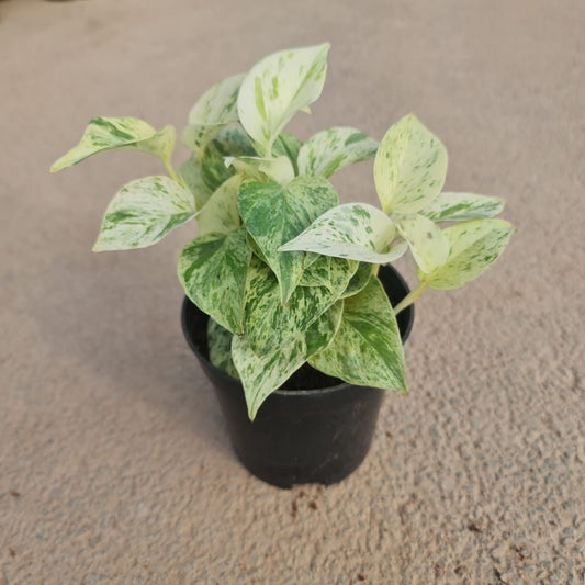 Marble Money Plant in 4 inch plastic pot