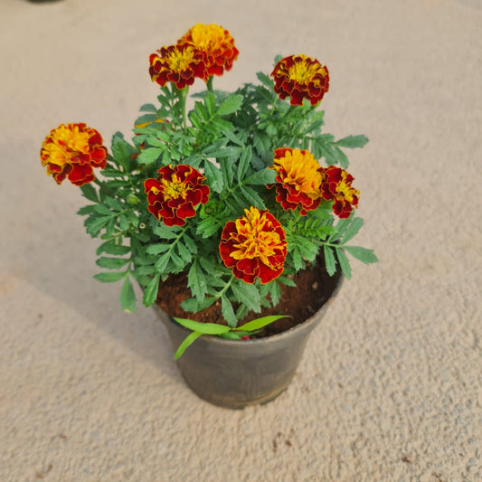 Marigold in 4 inch plastic pot