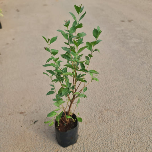 Mehendi plant in 4 inch plastic pot