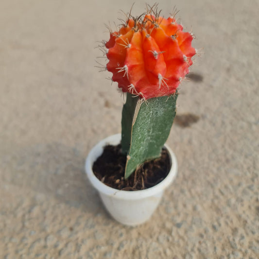 Moon Cactus in nursery container