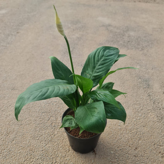 Peace Lilly in 4 inch plastic pot