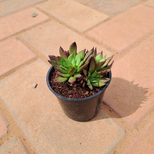 Molded wax agave in 3 inch plastic pot
