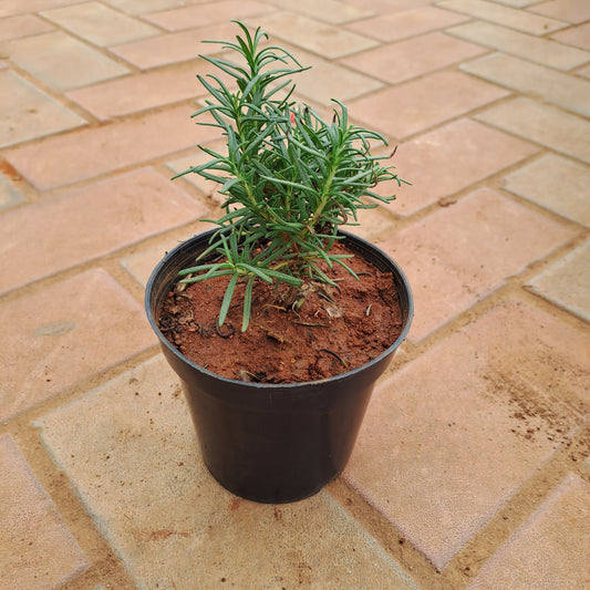 Rosemary in 5 inch plastic pot