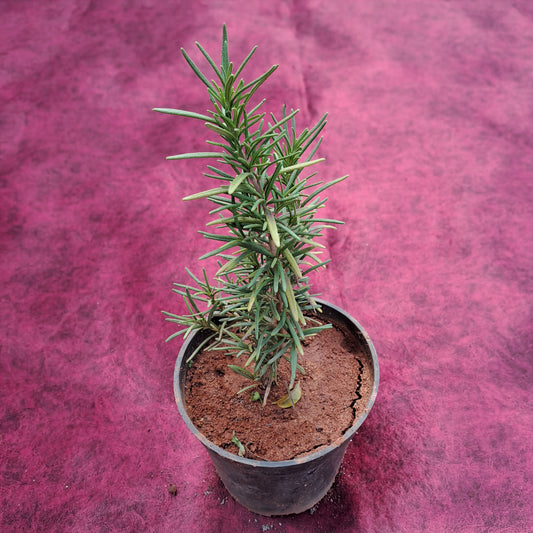 Rosemary in 4 inch plastic pot