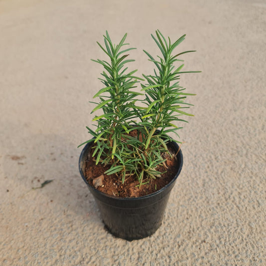 Rosemary in 4 inch plastic pot