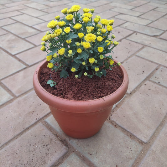 Sevanthi yellow in 6 inch plastic pot