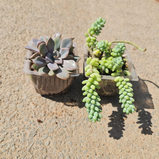 Succulant set of 2 in 3 inch nursery container