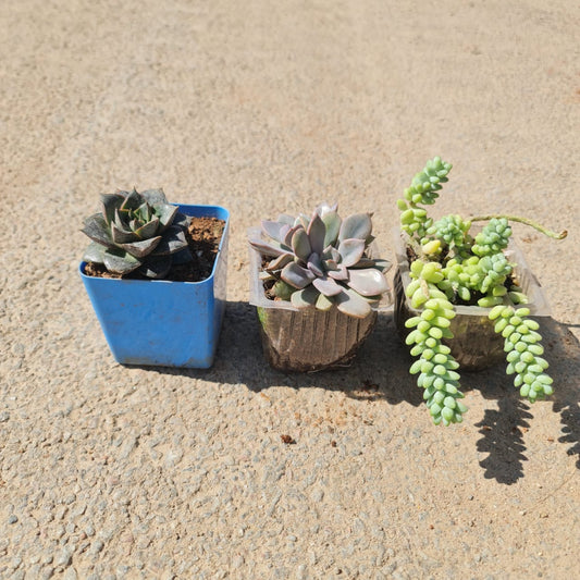 Succulent set of 3 in 3 inch nursery container