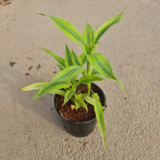Soil Bamboo in 5 inch plastic pot