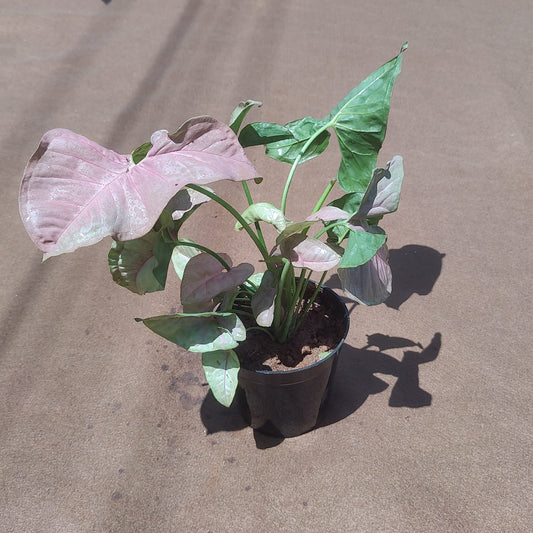 Syngonium pink in 5 inch plastic pot outdoor
