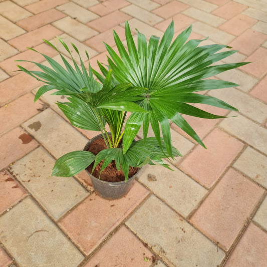Table Palm in 6 inch plastic pot