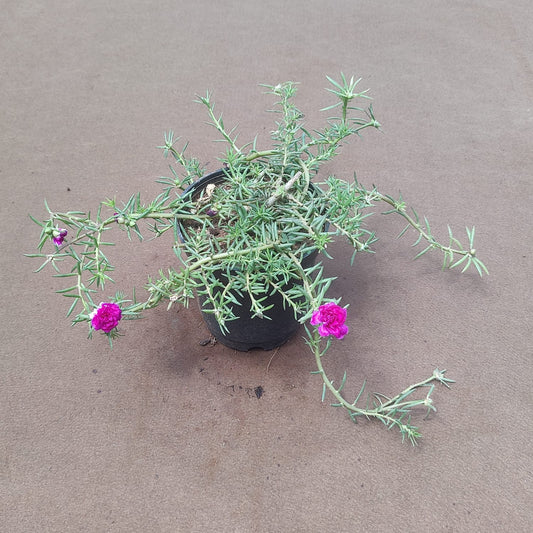 Table rose in 4 inch plastic pot flowering indoor outdoor