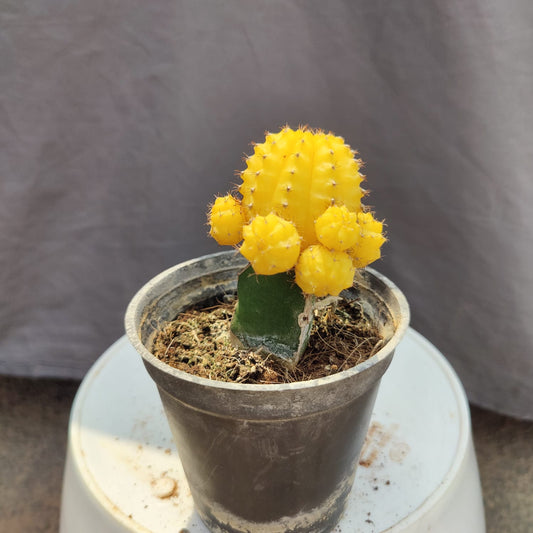 Yellow moon cactus with 3 inch plastic pot