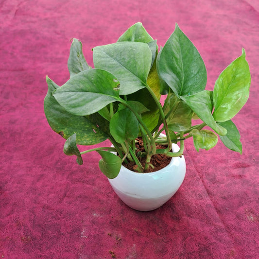 Desi Green Money Plant in 3 inch ceramic handi