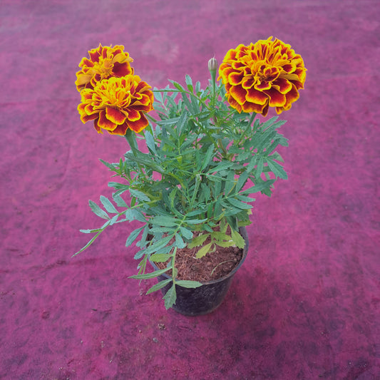 Marigold 4 inch plastic pot