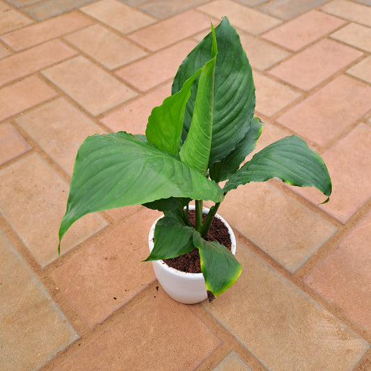 Peace Lilly in 4 inch ceramic pot