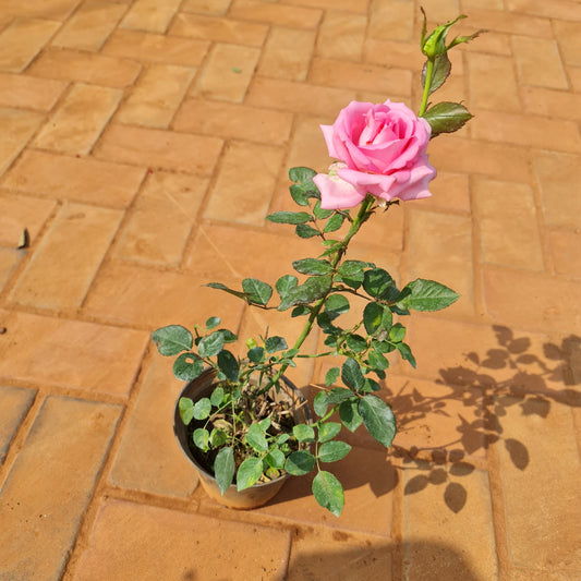 Rose plant pink in 5 Inch nursery bag