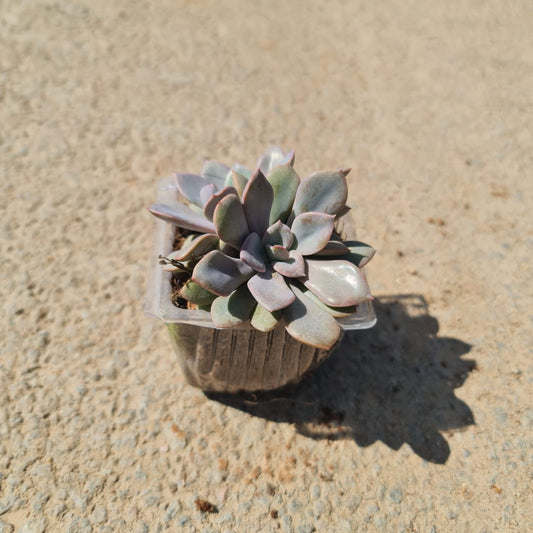 Succulant in 3 inch nursery container